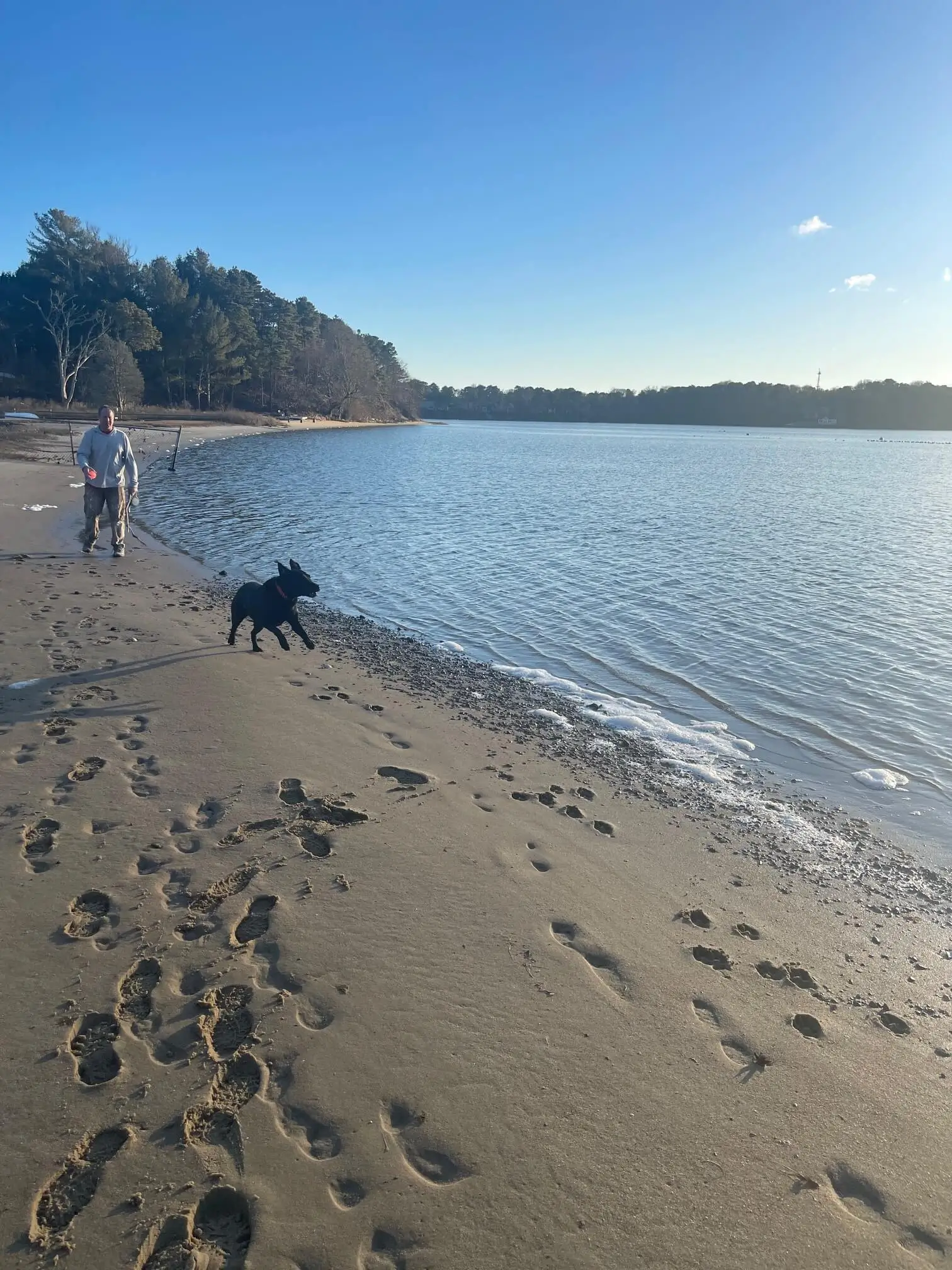 black dog running on shore front